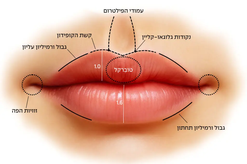 תמונה מבנה השפתיים - המרכז לרפואת עור ואסתטיקה, ד״ר אלה אגוזי