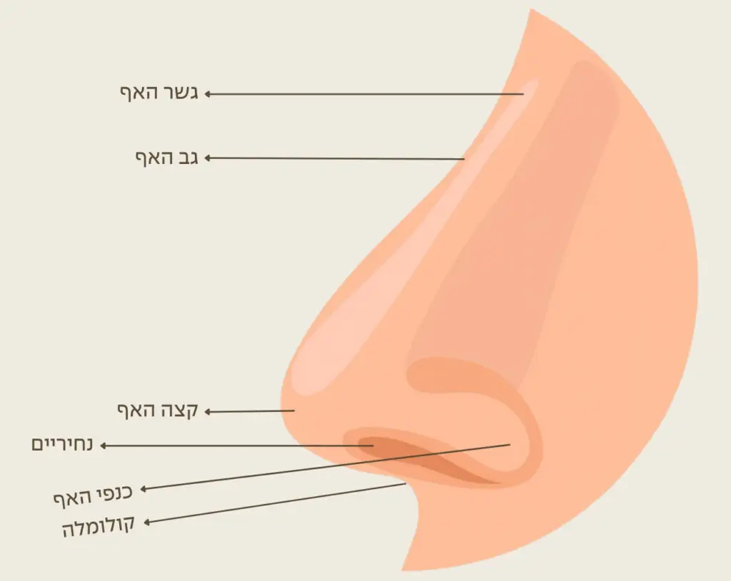 האנטומייה של אזור האף - מרכז לרפואת עור ואסתטיקה בהנהלת ד״ר אלה אגוזי